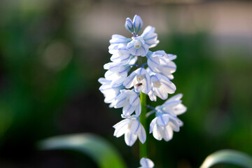 Flower Pushkinia. Beautiful white with blue line flower Pushkinia close-up