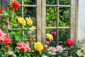 Multicolored rose in flower garden,Сolorful roses in rose garden and wooden window,English roses of different colors in english garden.