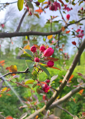 Red pink petals of cherry blossom tree. Cherry flower petals with leaves