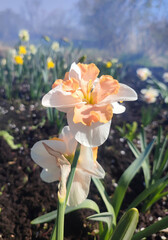 Fototapeta premium Narcissus close up. Beautiful flower with white orange petals, stamens