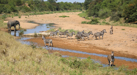 Afrikanischer Elefant und Steppenzebra im Tsendze River/ African elephant  and Burchell's zebra in...