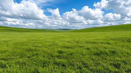 Lush Green Meadow Under Bright Blue Sky with Fluffy White Clouds