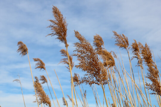 natural background with dry pampas grass against sky - Powered by Adobe