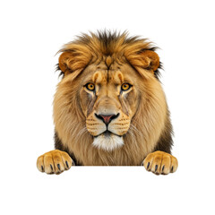 Fototapeta premium Lion Peeking Over a Blank Sign 