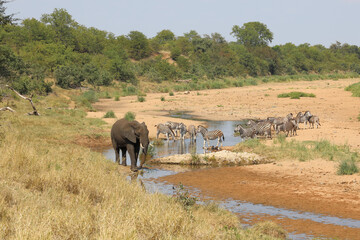 Afrikanischer Elefant und Steppenzebra im Tsendze River/ African elephant  and Burchell's zebra in...