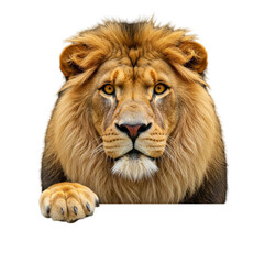 Fototapeta premium Lion Peeking Over a Blank Sign 