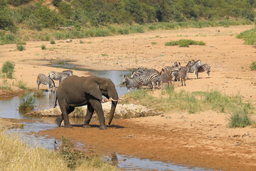 Afrikanischer Elefant und Steppenzebra im Tsendze River/ African elephant  and Burchell's zebra in...