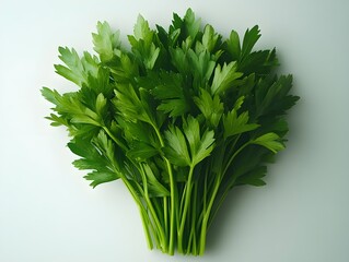 Cilantro Herb Leaf, a Fresh Vegetable Garnish and Seasoning Spice