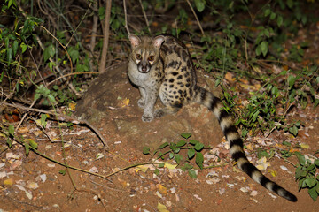 Südliche Großfleck-Ginsterkatze / South African large-spotted genet / Genetta tigrina