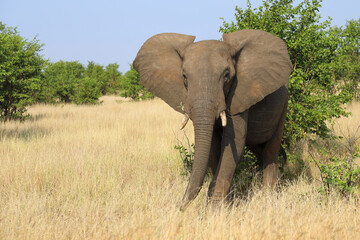 Obraz premium Afrikanischer Elefant / African elephant / Loxodonta africana