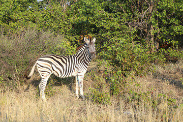 Steppenzebra / Burchell's zebra / Equus quagga burchellii