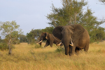 Afrikanischer Elefant / African elephant / Loxodonta africana..