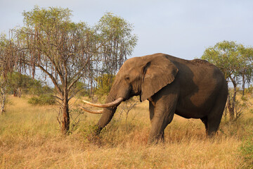 Obraz premium Afrikanischer Elefant / African elephant / Loxodonta africana..