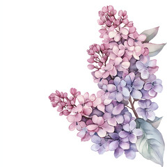 Fototapeta premium Persian Lilac Corner frame of watercolor, with minimal details and a simple illustration. Floristic design elements for floristics, Greeting card, Floral print, Plant painted background, Watercolour.