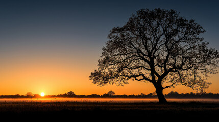 tranquil sunrise with silhouette of tree