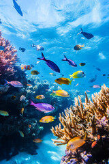 Fototapeta premium Illustration of a school of colorful fish swimming through a vibrant coral reef. The clear blue water is alive with movement, as the fish dart between coral formations, creating a sense of underwater