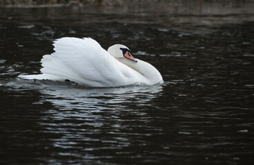 Białe łabędzie pływające po czarnej wodzie © kubikactive