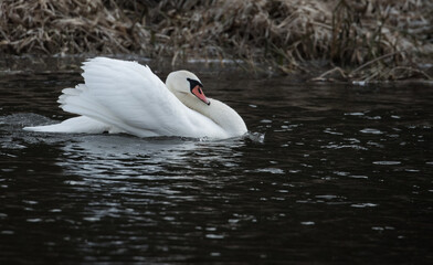 Białe łabędzie pływające po czarnej wodzie © kubikactive
