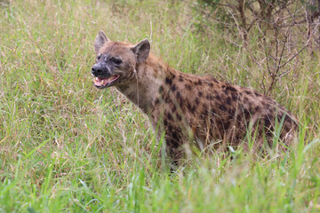 Tüpfelhyäne / Spotted hyaena / Crocuta crocuta..