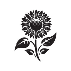 Collection of different daisy  Flowers