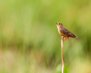 Bengal Bush Lark