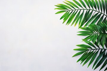 Fototapeta premium Tropical Palm Leaves on White Background - Lush green palm fronds arranged on a clean white backdrop, ideal for summer designs, invitations, or website banners