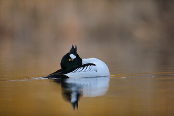 Gągoł (Bucephala clangula), goldeneye © Bartosz Rakoczy
