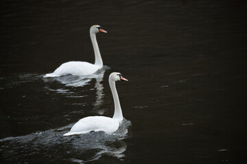 Białe łabędzie pływające po czarnej wodzie