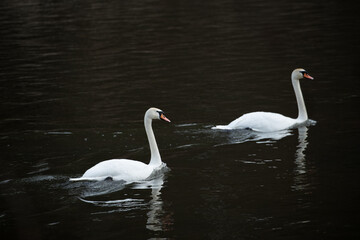 Białe łabędzie pływające po czarnej wodzie © kubikactive