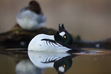 Gągoł (Bucephala clangula), goldeneye © Bartosz Rakoczy