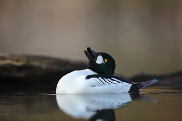 Gągoł (Bucephala clangula), goldeneye © Bartosz Rakoczy