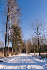 Winter Path Through Trees with Clear Sky and Snow-Covered Ground