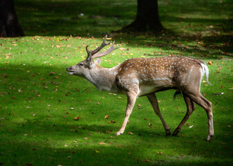 Male fallow deer browsing in the forest