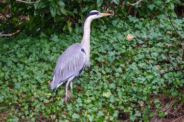 close up portrait of a grey heron ardea cinerea