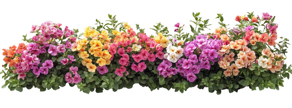 [Transparent Background PNG]Colorful Flower Arrangement with Gradient Hues