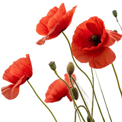 red poppies isolated on transparent background