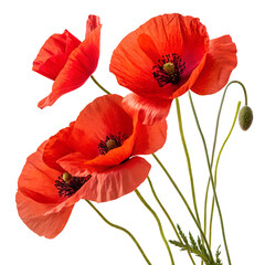 Obraz premium red poppies isolated on transparent background