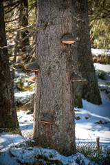 fomitopsis pinicola, tree fungus at a spruce in the sunny forest