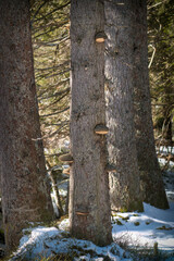 fomitopsis pinicola, tree fungus at a spruce in the sunny forest