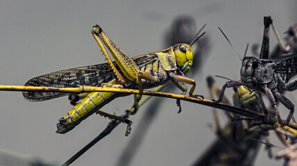 Migratory locust on the branch. Latin name - Locusta migratoria