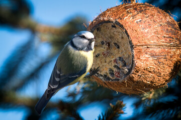 a blue tit on a birdfeeder with a coconut for birds, at a winter morning in the garden © DoreenB. Photography