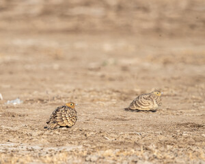 Sand grouse