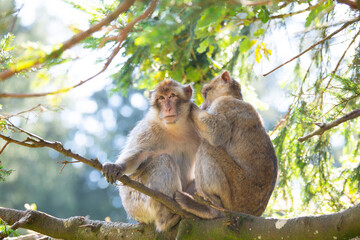 Barbary macaque ape, rhesus monkey, wildlife of North Africa, habitat jungle, couple rainforest