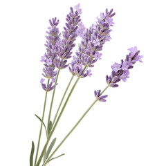 Obraz premium bunch of lavender on transparent background