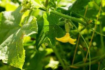 Close-up of a young cucumber growing on a vine with a bright yellow flower. Green leaves and tendrils create a lush natural background, symbolizing organic farming and fresh produce