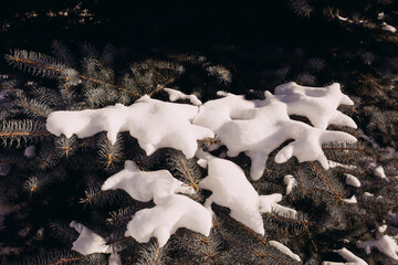 Snow on a spruce branch