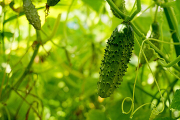 Fresh cucumber hanging from a vine in a green garden. Sunlight filters through the leaves, highlighting the vibrant growth of homegrown vegetables in an organic environment