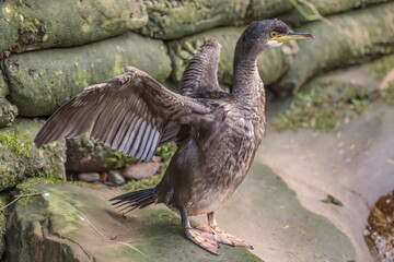 Cormorant on a rock drying it wings, close up, united kingdom