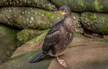 Cormorant on a rock, close up, united kingdom