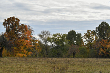 autumn in the forest